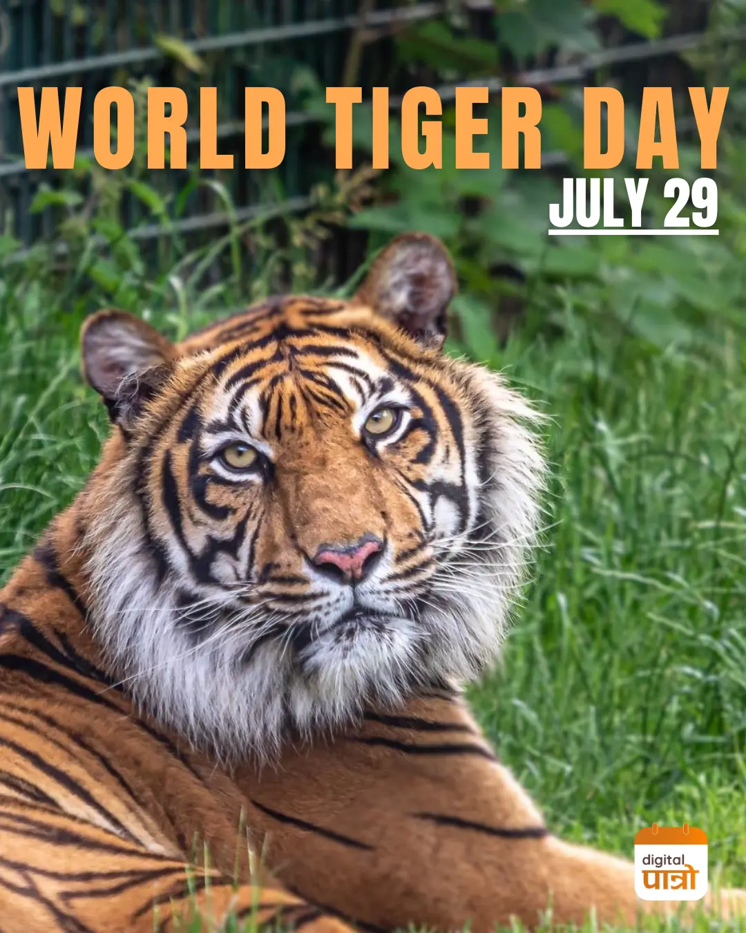 an image of a tiger, sitting, with text that says world tiger day