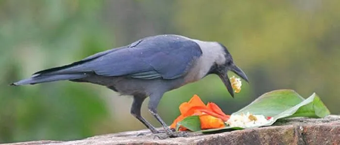 Kag Tihar 