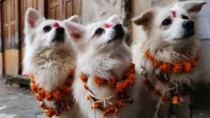 Kukur Tihar 